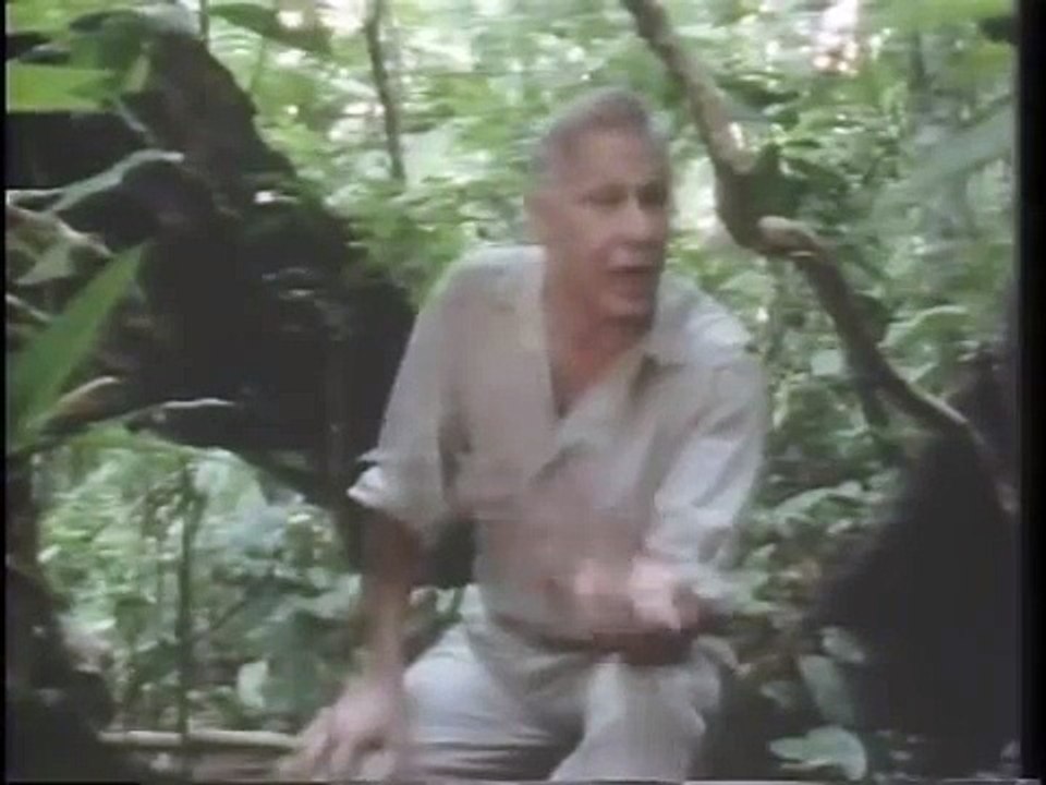 Vampire bat food sharing (explained by David Attenborough) video