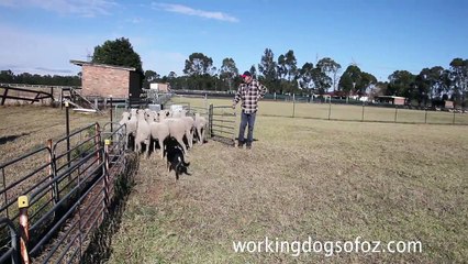 Denis Le Serve and his black and tan Kelpie Mero backing sheep in the yard.