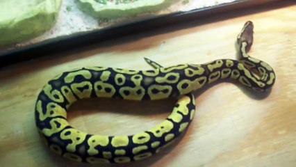 Ball Python Collection