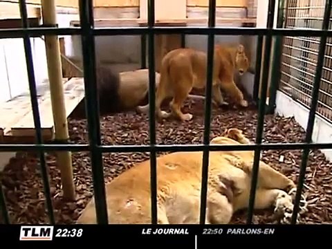 3 lions sauvés d'un cirque à Lyon