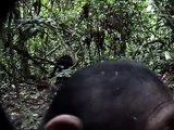 Curious Chimp Checks Out Camera