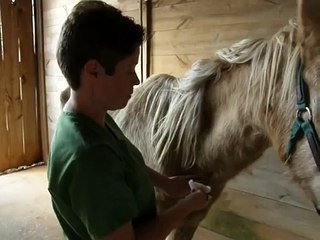 Equine Jugular Blood Draw
