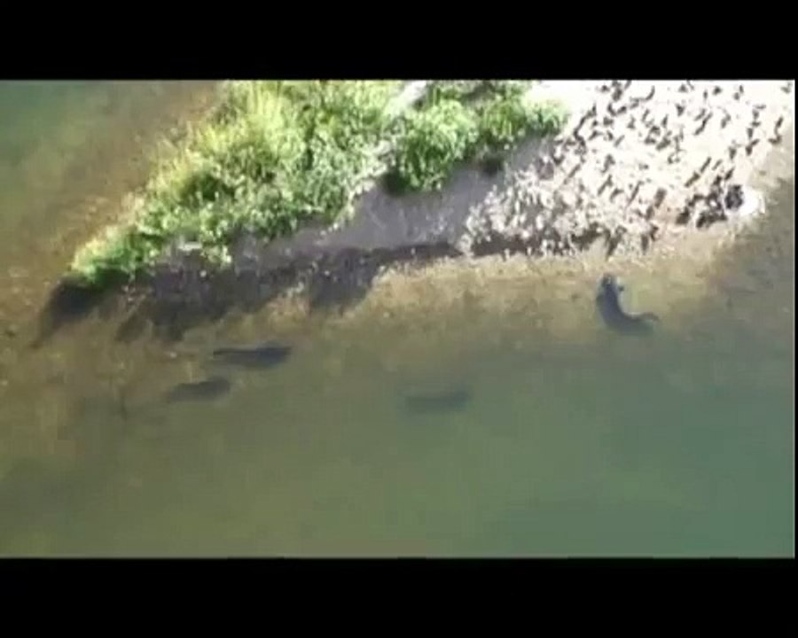 Des silures attaquent des pigeons