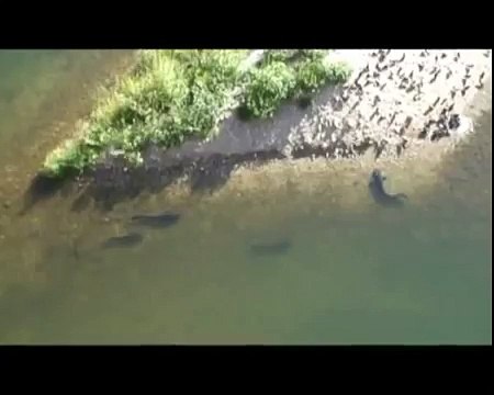 Des silures attaquent des pigeons