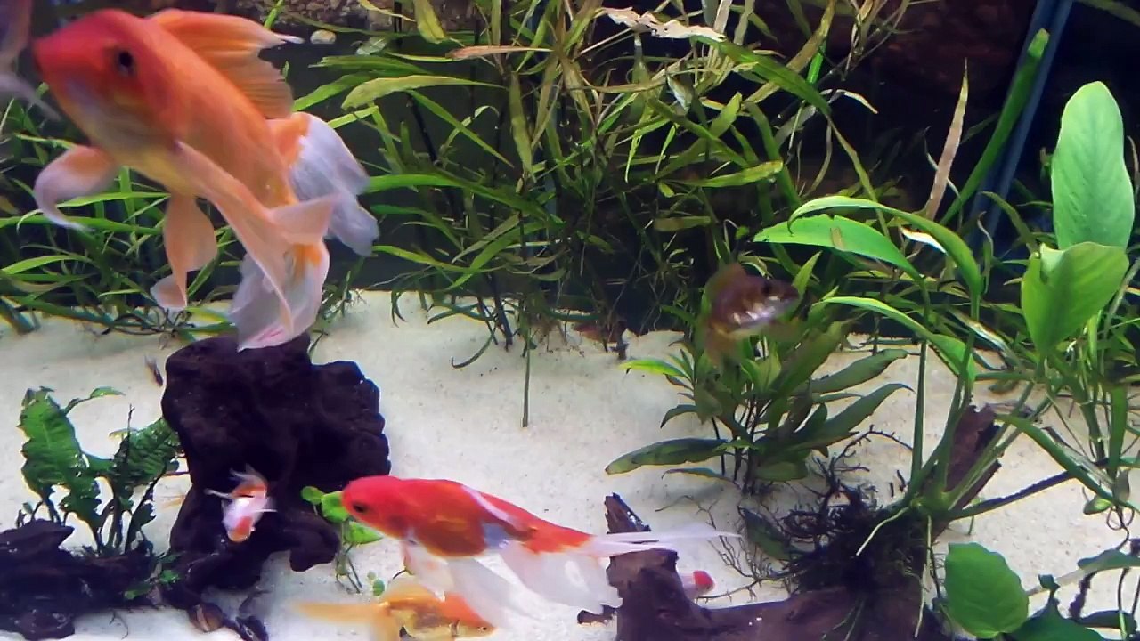 Goldfish Aquarium Oranda,Ranchu,Wakin,VeilTail,Redcap