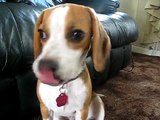Beagle whimper - CUTE BEAGLE
