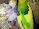 My Home Breed Parakeets / Lovebirds