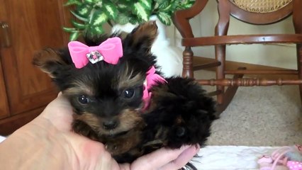 Teacup Yorkie Puppy Princess Grace