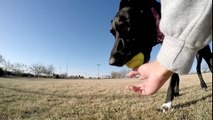 2.7K Slow Motion Dogs Running:  GoPro Hero 4 Black