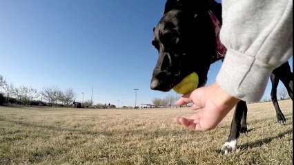 2.7K Slow Motion Dogs Running:  GoPro Hero 4 Black