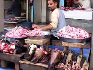 an animal shelter in india