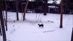 IKE The Boston Terrier  hunting squirrel, like a BOBCAT