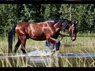 Orlov trotter stallion Pride