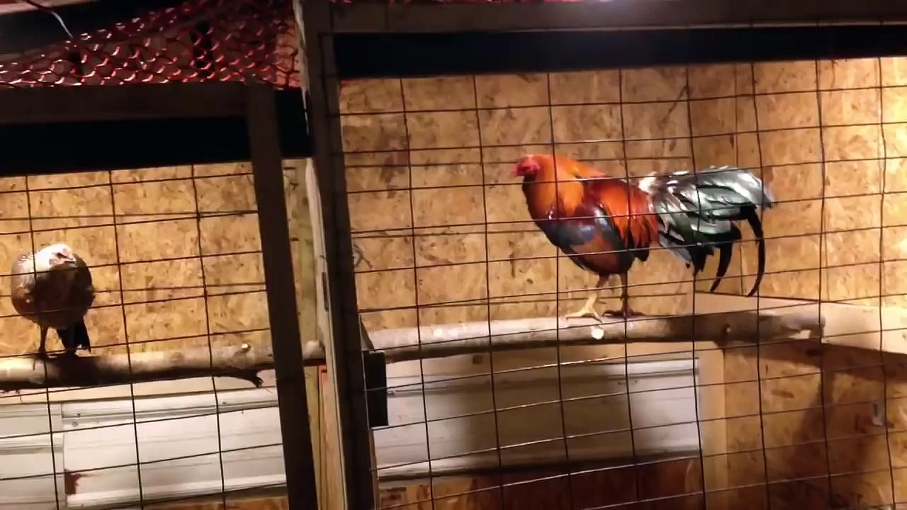 Gamefowl Fly Pens video Dailymotion