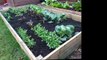 Easy Weeding - How to Get Rid of Weeds in Your Vegetable Garden