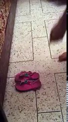 ہاہاہاہا پیچاری کو نیند میں بھی بیوقوف بنا دیا ،،،