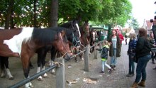 Paardenmarkt - 2e Pinksterdag / Heenvliet 2015