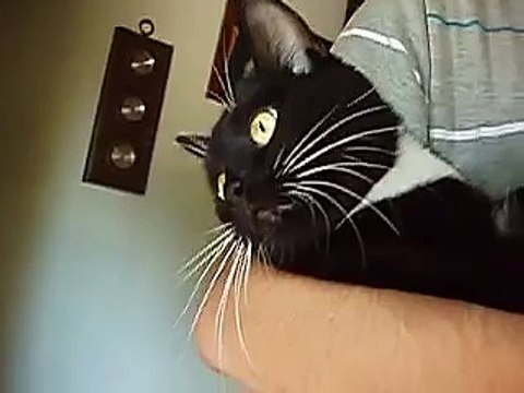 Cats Hissing and Growling