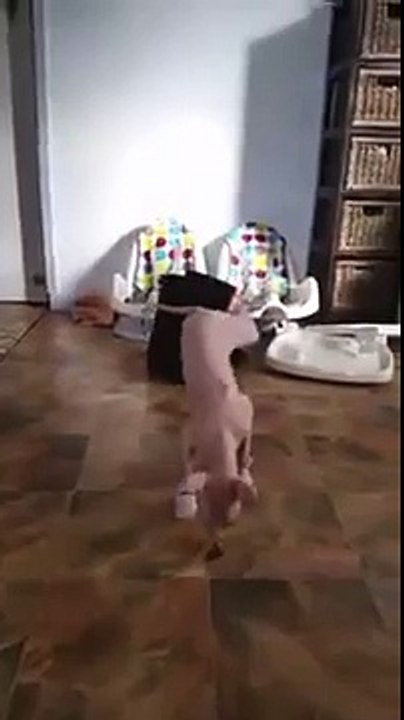 Funny Sphynx cat