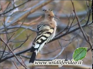 Upupa - Upupa epops - Hoopoe