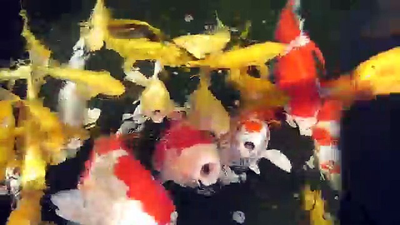 Koi- Der Farbkarpfen