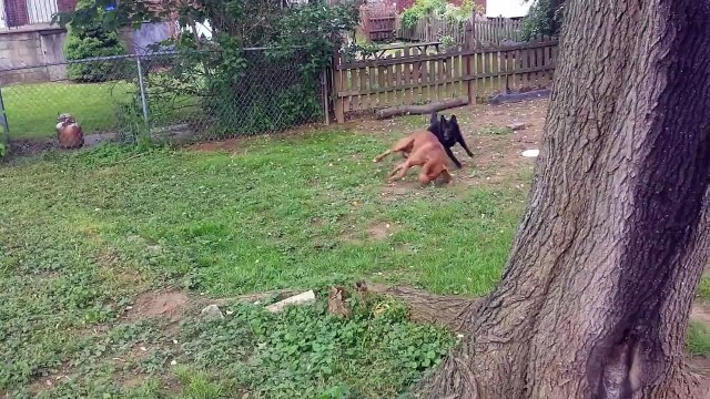 Pitbull and german shepherd mix