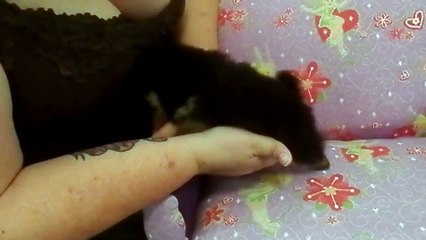 Madelyn Pomeranian Puppy Black and Tan