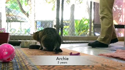 Snuggly Cats at the AWLQ