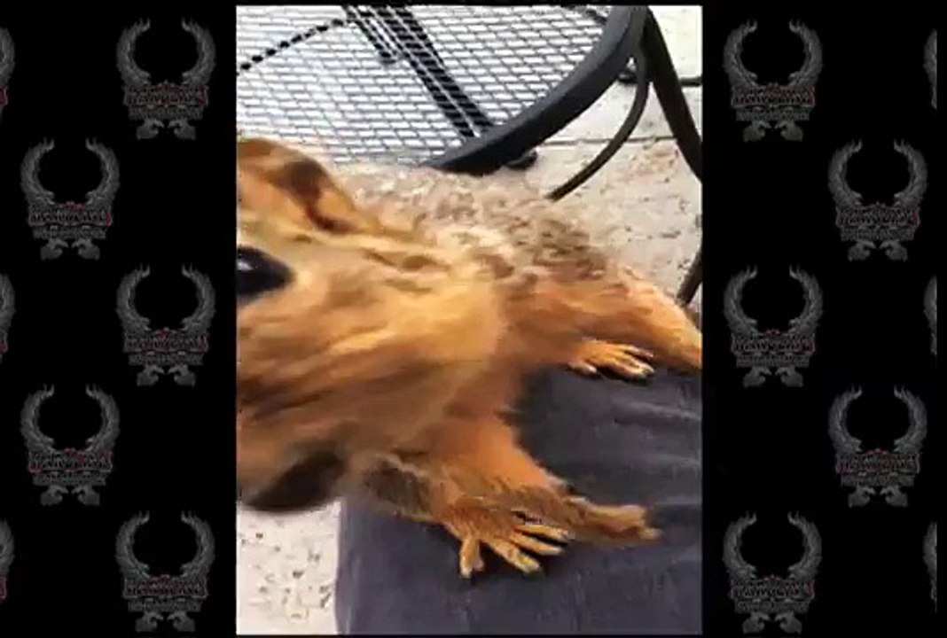 Squirrel Pees On Man