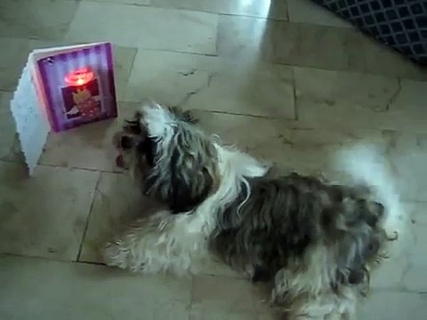 My Pet Dog Sings Happy Birthday!