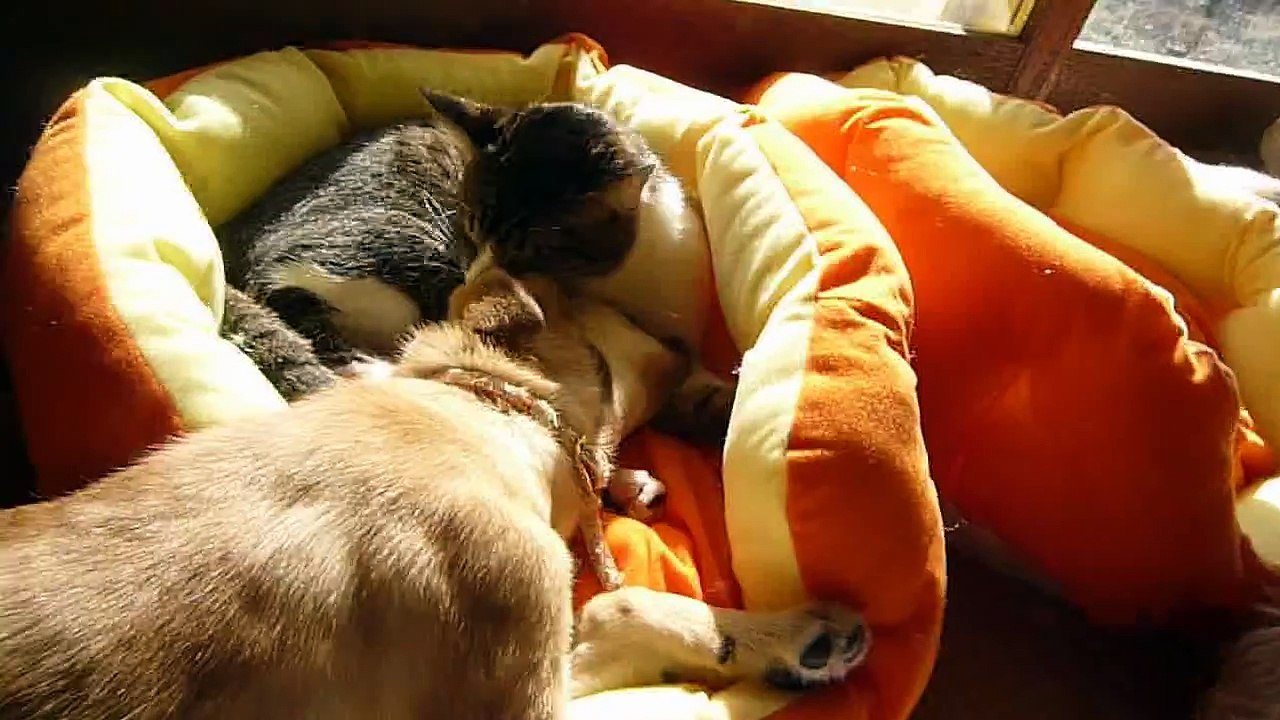 子犬と子猫♪