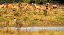 Sarus Crane displaying and trumpeting gloriously!