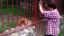 Incroyable mais Vrai ! Ce lion le sert contre lui pour Faire un Calin