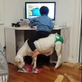 Regardez la chaise de Bureau Insolite de ce Mec !