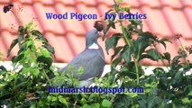 Wood Pigeon Eating Ivy Berries