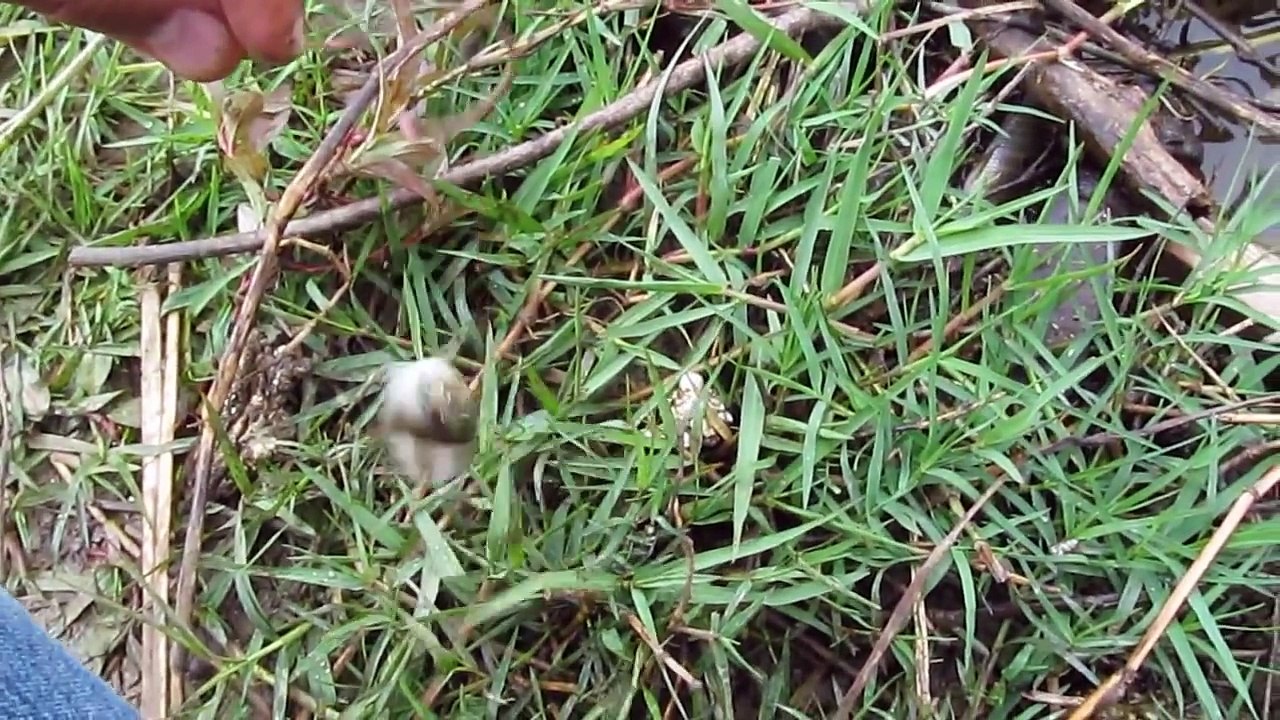 Pesca de Tilapias en Lago de Girardota, Antioquia, Colombia - www.espaciodepesca.com