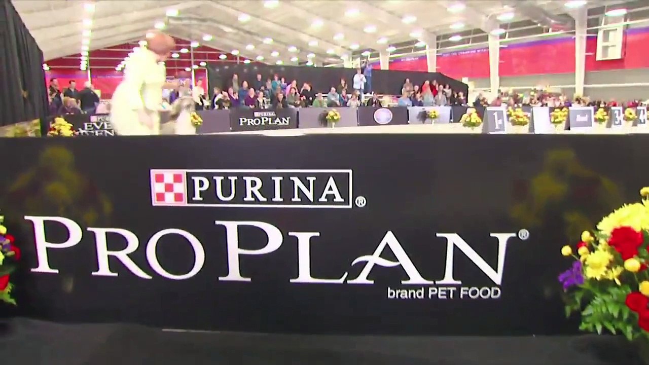 Show Dog Championship Overview