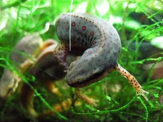 Red-spotted Newt Courtship