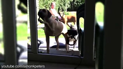 DOGS & IMAGINARY DOORS