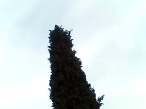 Chant du Merle Noir au Printemps Song of the blackbird in spring