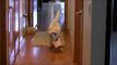 siberian husky puppy gets head stuck in box