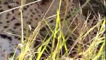 Discovery Channel Documentary | Discovery Channel Animals | Leopard Documentary #2015 HD