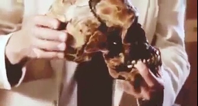 EVOLUTION: THE MIND'S BIG BANG - NOVA - Discovery/Science/History (documentary)