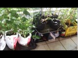 Free garden grow bags from recycled plastic shopping bags