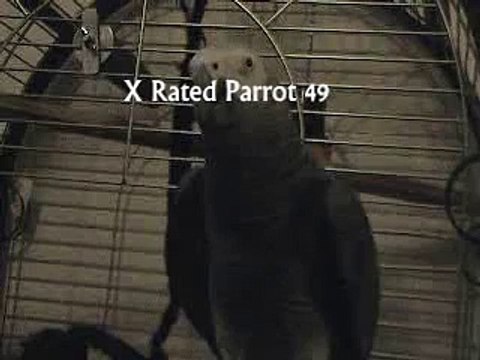 THE African Grey! Ruby, The swearing parrot. X Rated Parrot 49.