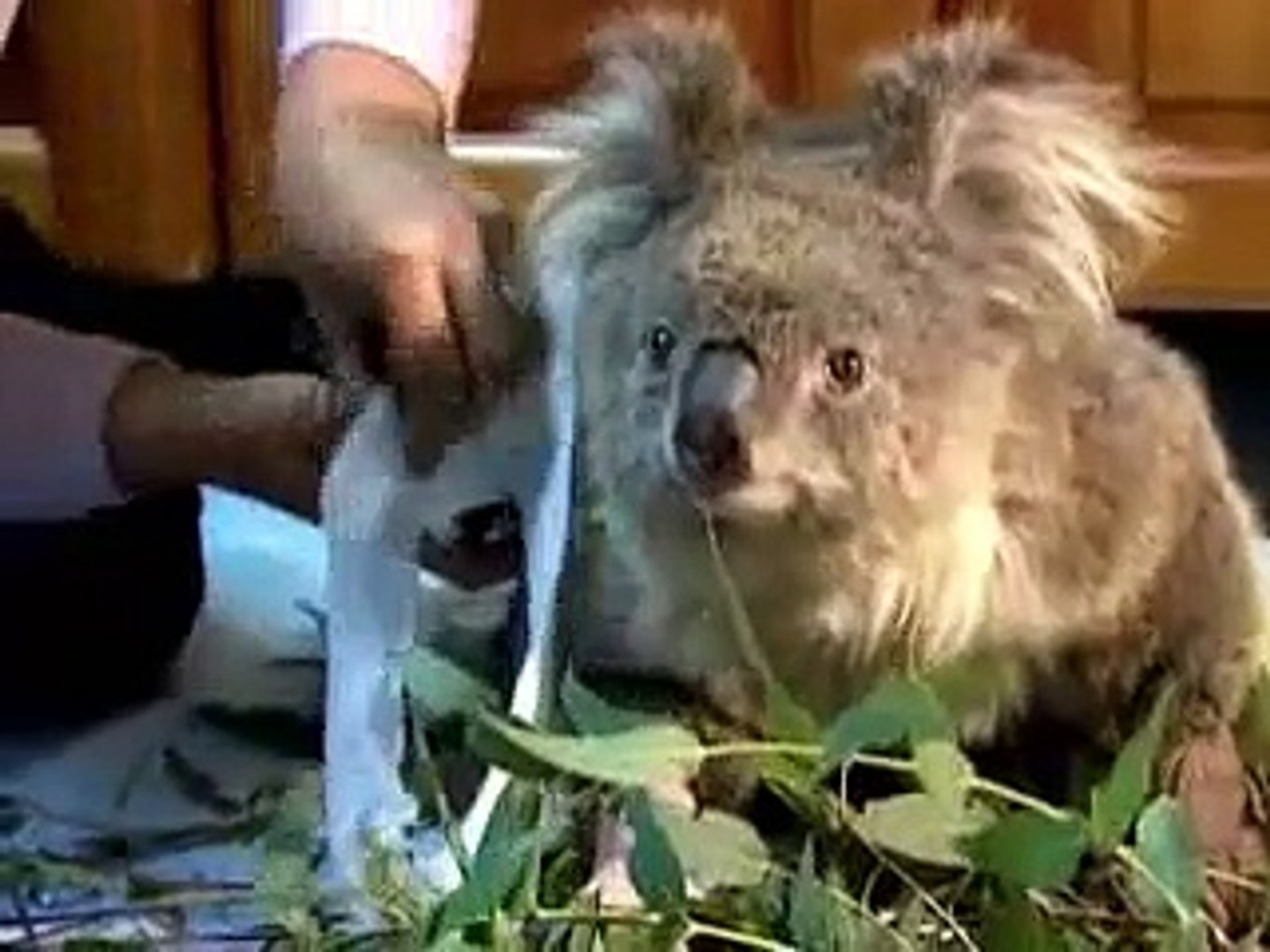 Koala bushfire survivor wins hearts