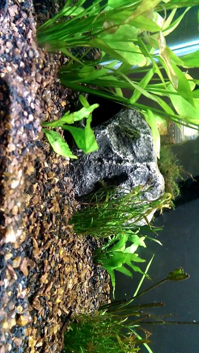 snails !!