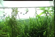 #4.アクアリウム・水草水槽 (Aquascaping - aquarium/the plant tank)