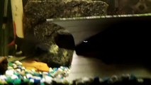 Black Ghost Knife fish and Red Tail shark getting to know each other