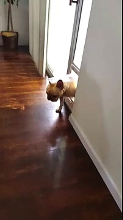 Guilty or Not Guilty French Bulldog